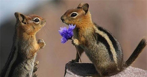 Những khoảnh khắc trao yêu thương tuyệt đẹp của động vật trong dịp Valentine