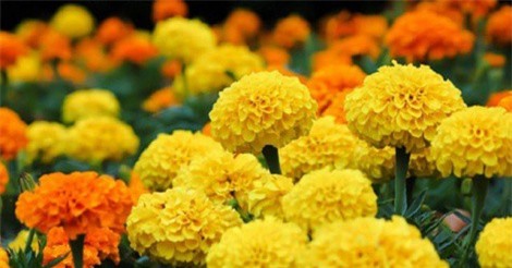 Những loại hoa quả không nên bày trên bàn thờ ngày Tết