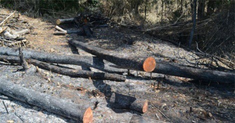 Đăk Nông: 10 ha rừng cách chốt bảo vệ 1km bị tàn phá sạch sẽ