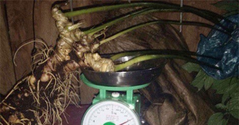 Người Xê Đăng đào được củ sâm Ngọc Linh “cực khủng”