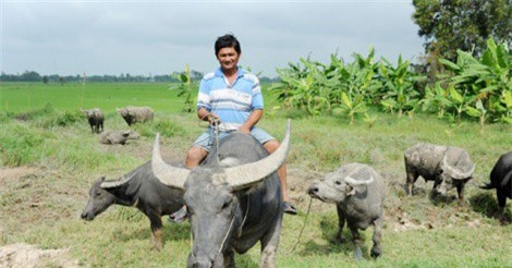 Trở thành "đại gia" Hậu Giang nhờ “cưỡi trâu du mục”