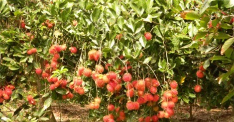 Năm 2018, rau quả tiếp tục thử sức ở những thị trường có giá trị cao