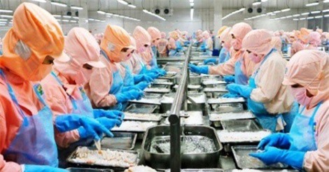 'Vua tôm' lãi đột biến khi vừa trở lại sàn chứng khoán