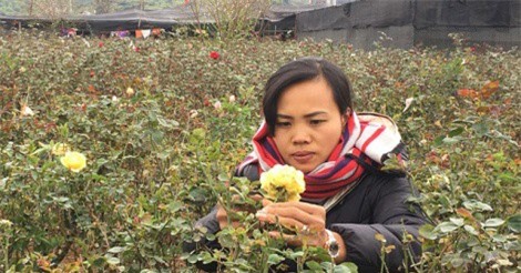 Đầu năm, đến xông vườn của “nữ triệu phú” hoa hồng 8X ở Sơn La