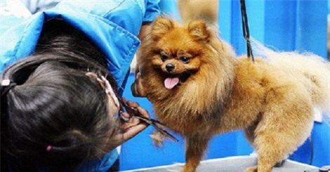 Dịch vụ chăm sóc thú cưng đắt khách dịp Tết