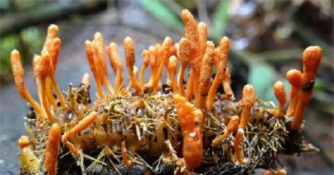 Làm sao để phân biệt đông trùng hạ thảo và nhộng trùng thảo?