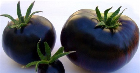 Thực hư 'công dụng thần kỳ' của cà chua đen