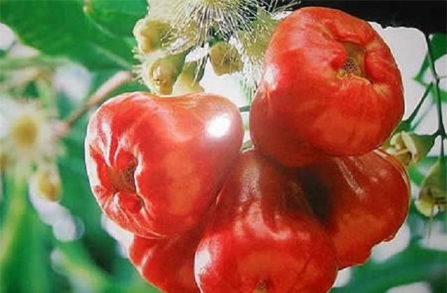 Bất ngờ với công dụng làm đẹp tuyệt vời từ trái mận