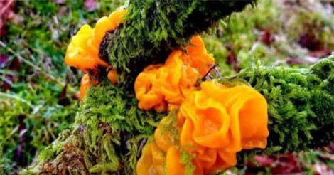 “Choáng” với giá đặc sản mộc nhĩ vàng siêu hiếm