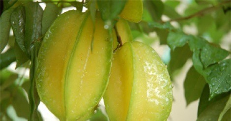 Công dụng trị bệnh của lá, hoa và quả khế