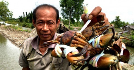 Cua gạch Cà Mau giá cao kỷ lục