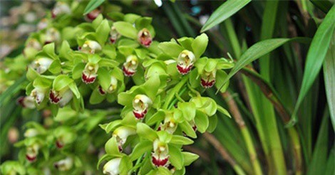 Người Việt chi chục triệu USD nhập cây cảnh Trung Quốc, Thái Lan chơi Tết