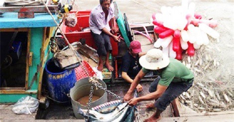 Ngư dân Cà Mau trúng đậm trong chuyến ra khơi đầu năm