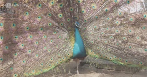 Tận mục trại chim công cho lãi trăm triệu mỗi năm của thanh niên miền Tây