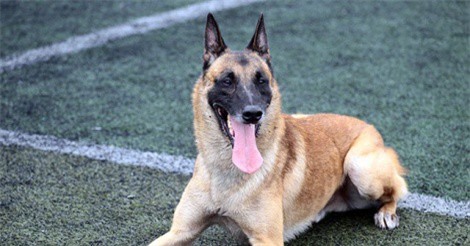 Thú chơi chó chăn cừu có giá đắt ngang ô tô của người Hà Nội