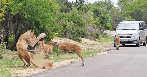 Bầy sư tử sướng nhất thế giới, đang đi thì con mồi “nhảy vào miệng”