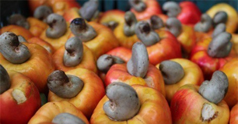 Giá hạt điều tăng vọt trong dịp Tết