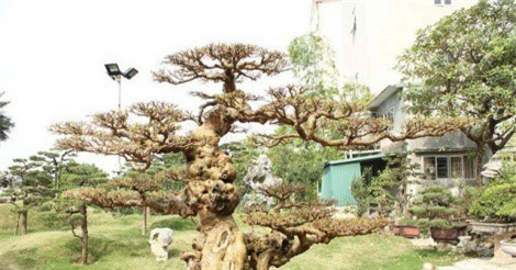 Những thương vụ mua bán cây cảnh bạc tỷ của đại gia Việt