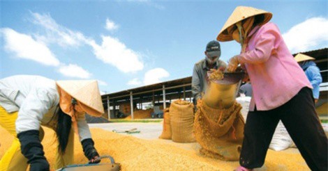 T&T muốn rót nghìn tỷ vào ‘bom tấn’ lương thực miền Nam