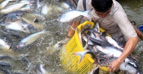 Cá tra tăng giá đột biến sau Tết