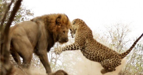 Clip: Mải ngủ, báo hoa mai suýt bị sư tử đoạt mạng