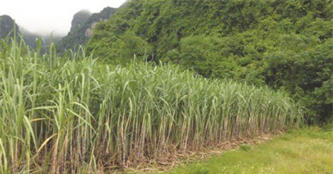 Công ty CP Đường Kon Tum: Doanh thu 176 tỷ đồng, lãi chỉ 16 triệu đồng