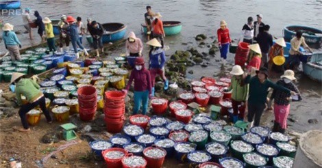 Ngư dân Quảng Ngãi “trúng số” trong ngày ra khơi đầu năm 