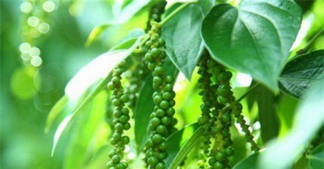 Người dân Tây Nguyên điêu đứng vì hồ tiêu mất mùa, mất giá