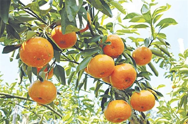 Quả quýt - dược liệu quý từ vỏ đến hạt không phải ai cũng biết