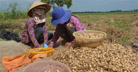 Trồng khoai lùn, thu bạc triệu