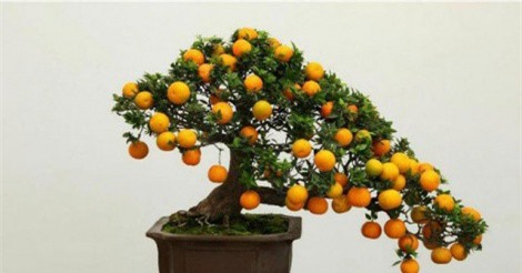 Cách trồng lại và chăm sóc đào, quất cảnh sau Tết