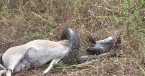 Clip: Trăn khổng lồ bị sừng linh dương đâm xuyên họng