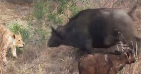 Clip: Trâu rừng ác chiến với sư tử để bảo vệ con