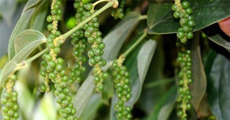 Giá tiêu xuất khẩu thấp kỷ lục trong vòng 5 năm