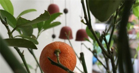 Hãi hùng tắc kiểng Tết sau 9 tháng không rụng