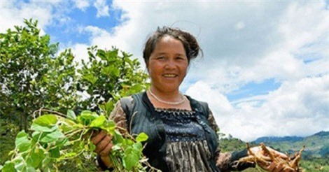 Thăm xứ sở sâm dây giúp nông dân Kon Tum làm giàu