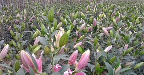 Bí quyết trồng hoa lily thu lãi 1 tỷ đồng/ha