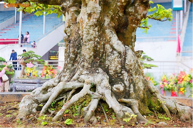 Cây khế cổ trên 200 tuổi trả 6 tỷ không bán