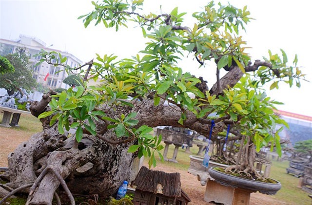 Chiêm ngưỡng cây lộc vừng cổ dáng siêu huyền bí