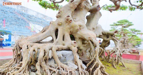 Chiêm ngưỡng "siêu" cây sanh 30 tỷ không bán của đại gia Phú Thọ