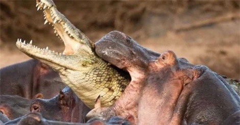 Clip: Cá sấu bị bầy hà mã “tẩn nhừ xương”