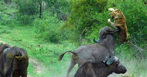 Clip: Trâu rừng húc văng sư tử lên trời