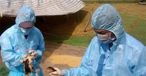 Dịch cúm gia cầm có nguy cơ bùng phát trở lại
