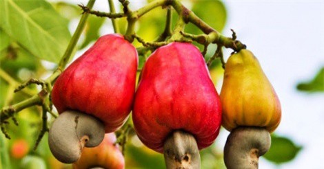 Điều Bình Phước hứa hẹn được mùa được giá