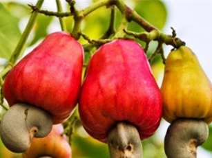 Điều Bình Phước hứa hẹn được mùa được giá