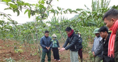 Đồng bào Thái Sơn La làm giàu nhờ chanh leo xuất khẩu 