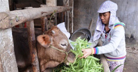 Giá rau xanh giảm 50 lần, nông dân đổ cho bò ăn