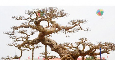 Siêu cây cảnh “Độc long kim cương” giá triệu USD không bán