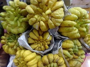 Tận dụng phật thủ sau Tết ngâm rượu chữa bệnh hiệu quả