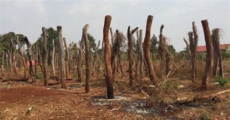 “Thủ phủ” hồ tiêu phá sản, người dân tử tự vì tiêu chết, rớt giá